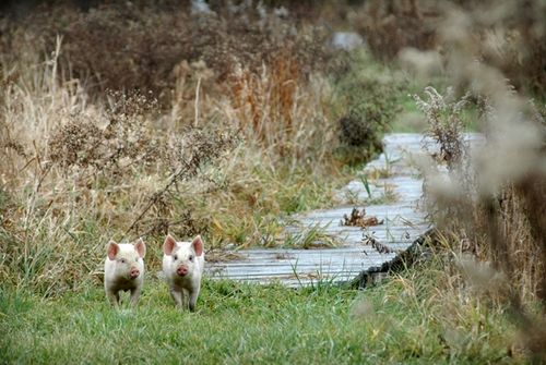 我們的環(huán)境會(huì)好嗎？——“數(shù)說”大氣、水、土壤污染防治三大戰(zhàn)役